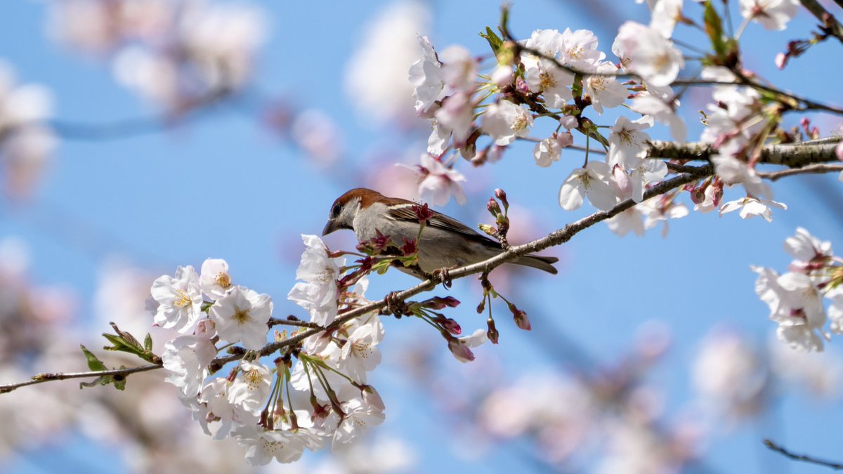 ksakabe's tweet photo. ニュウナイスズメと桜。 #russetsparrow #野鳥 #bird #a057 #鹿児島 #kagoshima https://t.co/FAROdhwXZn