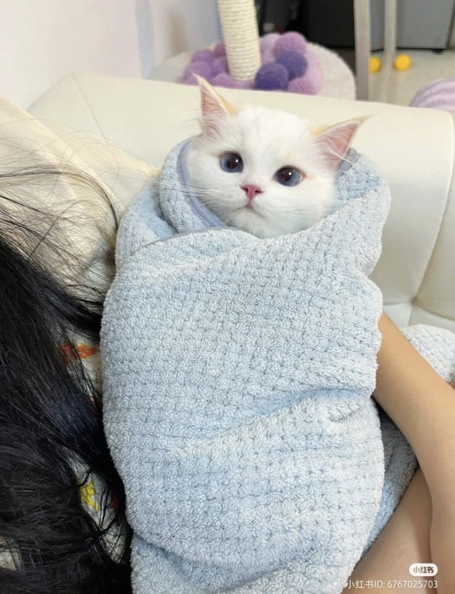 TheCatsX's tweet photo. Baby https://t.co/oyjm766GvW