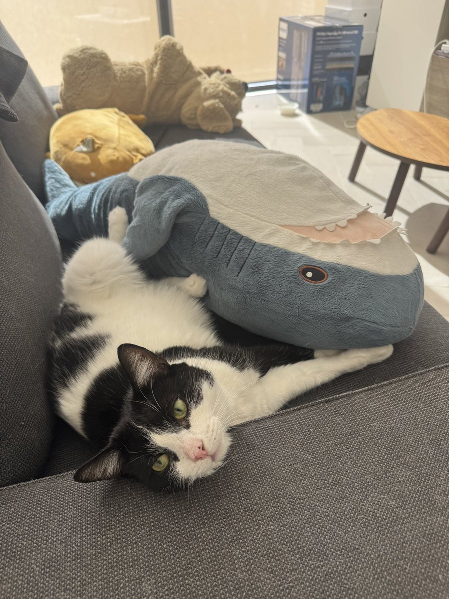 一群动物都在沙发上躺尸