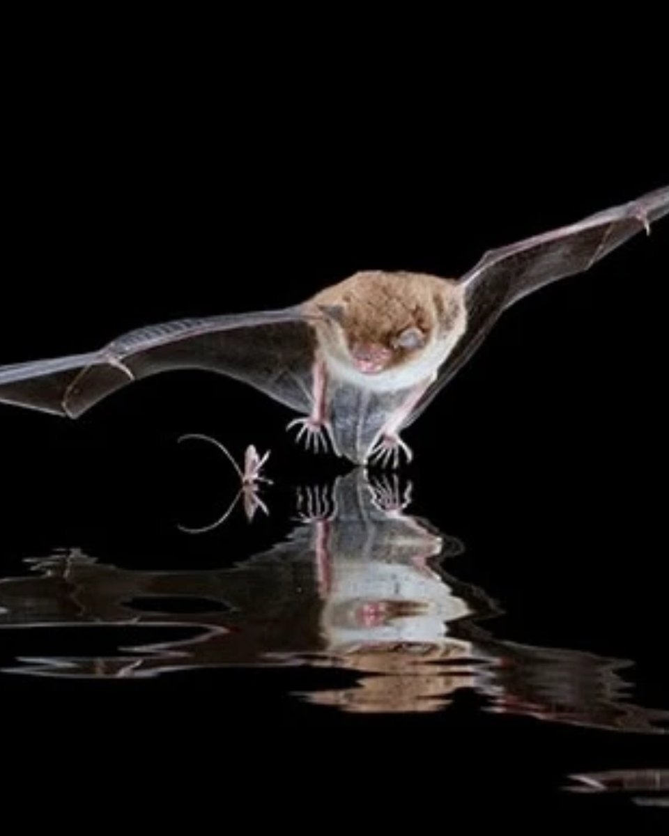 It’s that time of year when #WWTLondon becomes one of the best places in #London to see #bats as they fly in at night to feed over our lakes and ponds.

Join one of our upcoming bat walks &amp; enjoy a nocturnal adventure to find these mysterious creatures: 👉 wwt.org.uk/wetland-centre…