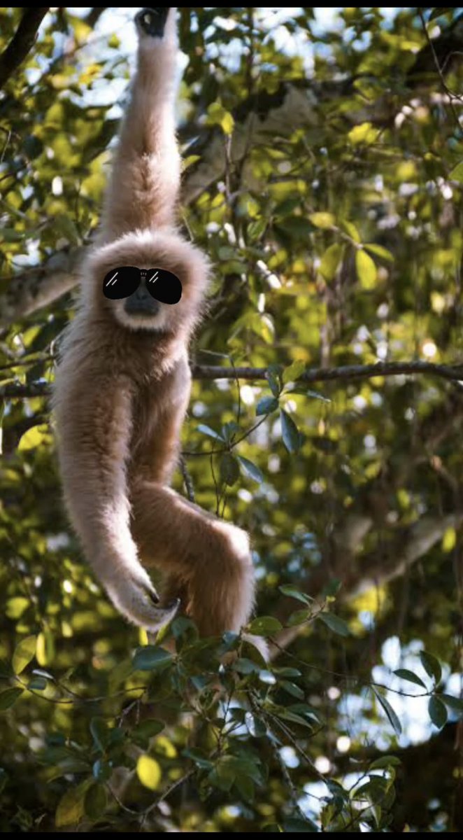 BabangAsyaf's tweet image. #MonkeyseeMonkeyDo