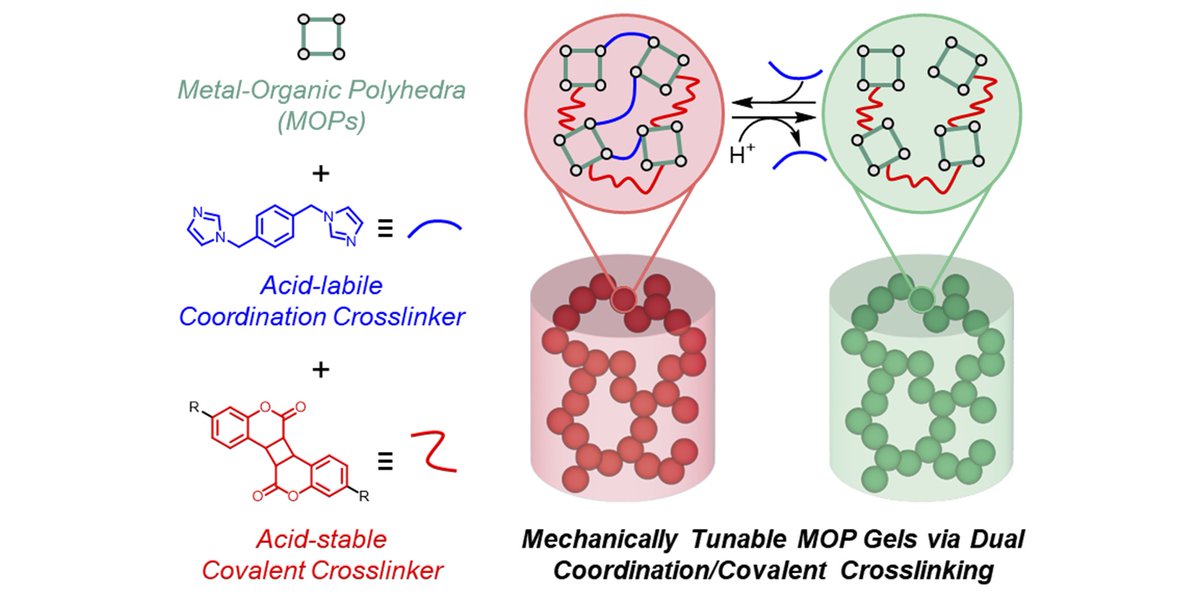 Shuhei Furukawa Group (@furukawag_kyoto) on Twitter photo Do you like controlling materials by light? We show photodimerization of MOPs to tune the stiffness of highly crosslinked colloidal gels. Great work done by our former postdoc, David Burke!! Now in <a href="/ChemicalScience/">Chemical Science</a>. Congralutions!!
pubs.rsc.org/en/content/art… Do you like controlling materials by light? We show photodimerization of MOPs to tune the stiffness of highly crosslinked colloidal gels. Great work done by our former postdoc, David Burke!! Now in <a href="/ChemicalScience/">Chemical Science</a>. Congralutions!!
pubs.rsc.org/en/content/art…