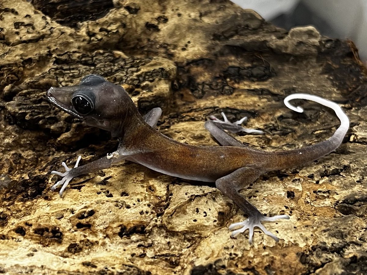 爬虫類倶楽部中野本店 本アカウント on X