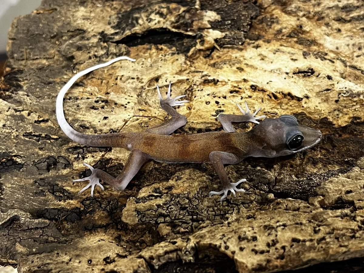 爬虫類倶楽部中野本店 本アカウント on X