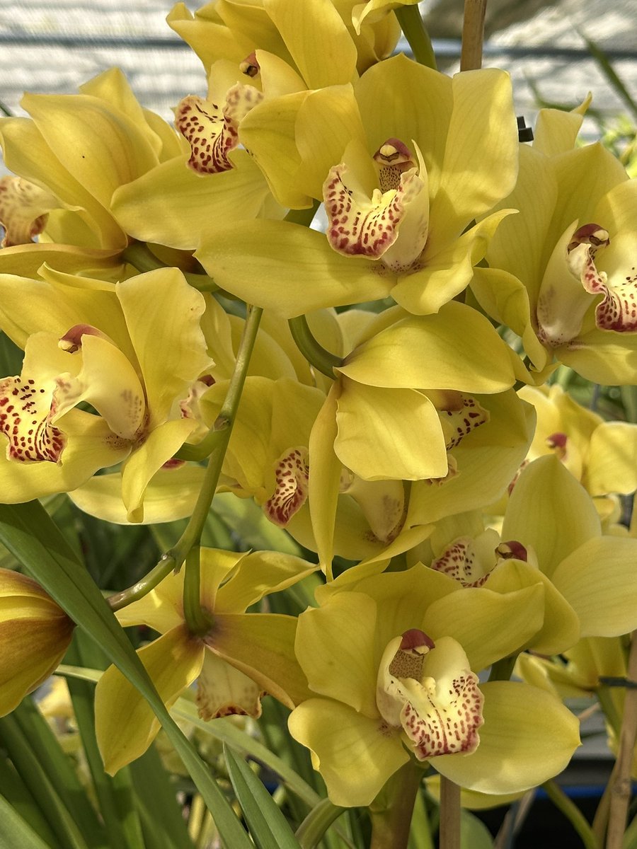 More Cymbidiums today with the classic Cymbidium Havre Des Pas ‘Jersey’ with sunshine yellow and red markings on the lip. 🌿

#orchids #orquídeas #nature #conservation
