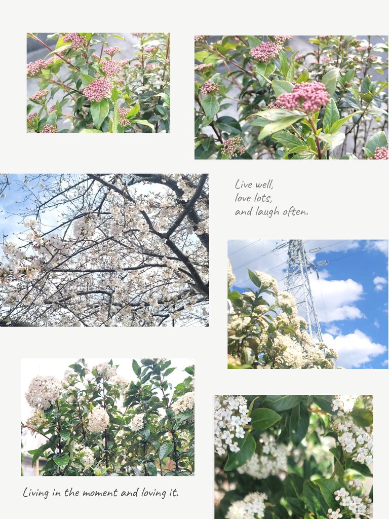 Viburnum tinus🌸*･
 
去年は仕事も忙しくて中々剪定も出来ず、あまり咲かせられんかった...

という事で今年はかなり頑張っておいた。

気持ち悪いぐらい咲いたわ😑ww笑

(真ん中のは桜)

そろそろハーブを増やせる時期じゃー