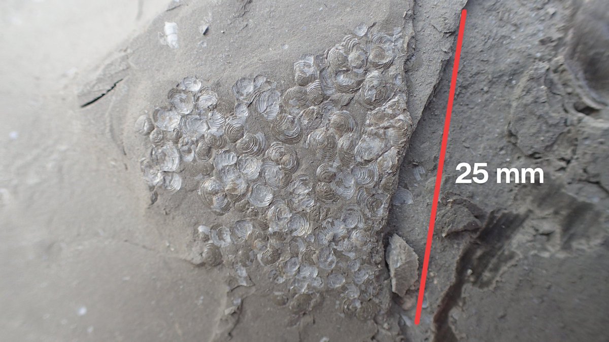 outfossiling's tweet image. Bositra buchii for #molluscmonday @keithduff21 proposed that it was bysally attached to floating organic matter (driftwood, algal fronds) the so-called "pendant" life habit. An abundant #bivalve species at many horizons within the Oxford Clay.