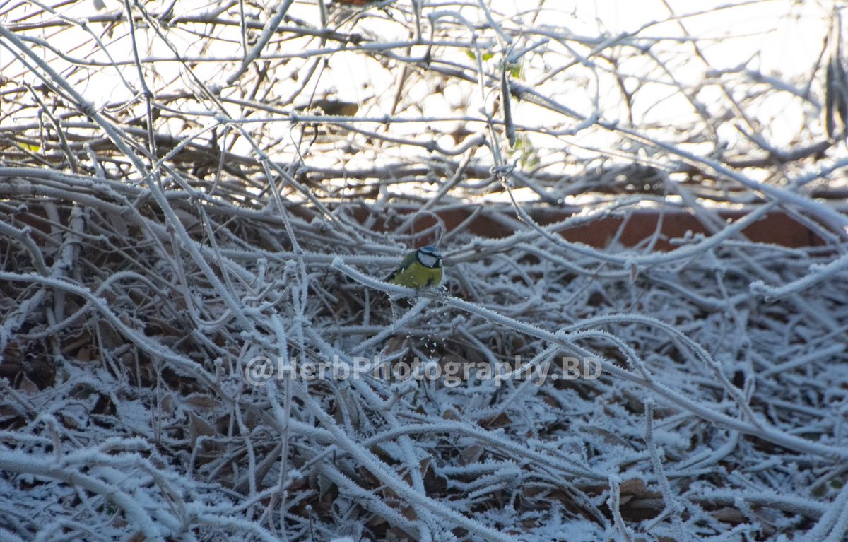 HerbPhotoBD's tweet photo. Blue tit landing and disturbing ice crystals #wildlifephotography #Nikon #bluetit https://t.co/EvC8O6jJKR