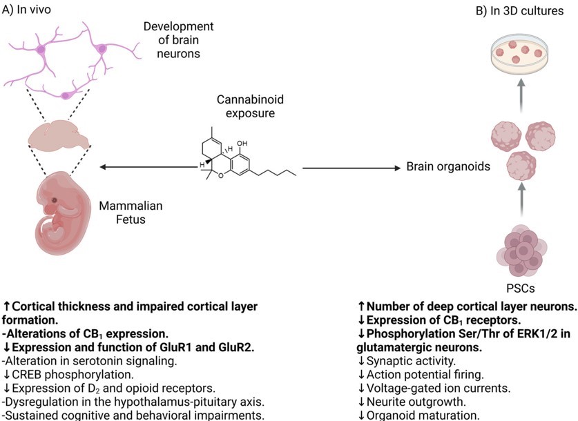 Cells MDPI (@cells_mdpi) on Twitter photo โจ Cells | Call for Reading โจ
๐ โModeling the Effect of Cannabinoid Exposure During Human Neurodevelopment Using Bidimensional and Tridimensional Cultures" by <a href="/JessEnriqueEst6/">Jesรบs Enrique Estudillo Hernรกndez</a> et al.
๐ Enjoy reading:
mdpi.com/2073-4409/14/2โฆ
#cells_mdpi #cell_biology #neurodevelopment โจ Cells | Call for Reading โจ
๐ โModeling the Effect of Cannabinoid Exposure During Human Neurodevelopment Using Bidimensional and Tridimensional Cultures" by <a href="/JessEnriqueEst6/">Jesรบs Enrique Estudillo Hernรกndez</a> et al.
๐ Enjoy reading:
mdpi.com/2073-4409/14/2โฆ
#cells_mdpi #cell_biology #neurodevelopment