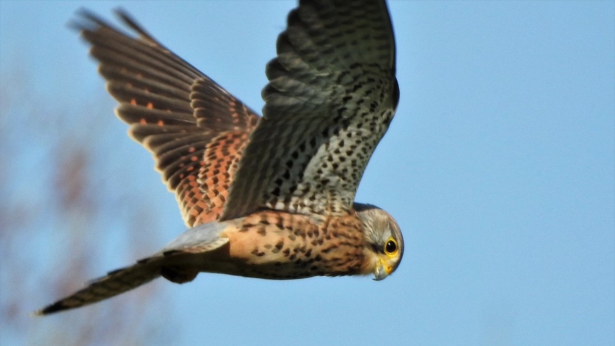Male kestrel hovering over Hackney Marshes in the spring sunshine.

#LondonBirds #nature #wildlife #hackney #hackneymarshes <a href="/SaveLeaMarshes/">Save Lea Marshes 🍃💚🍃</a> <a href="/Natures_Voice/">RSPB</a>  #springwatch
