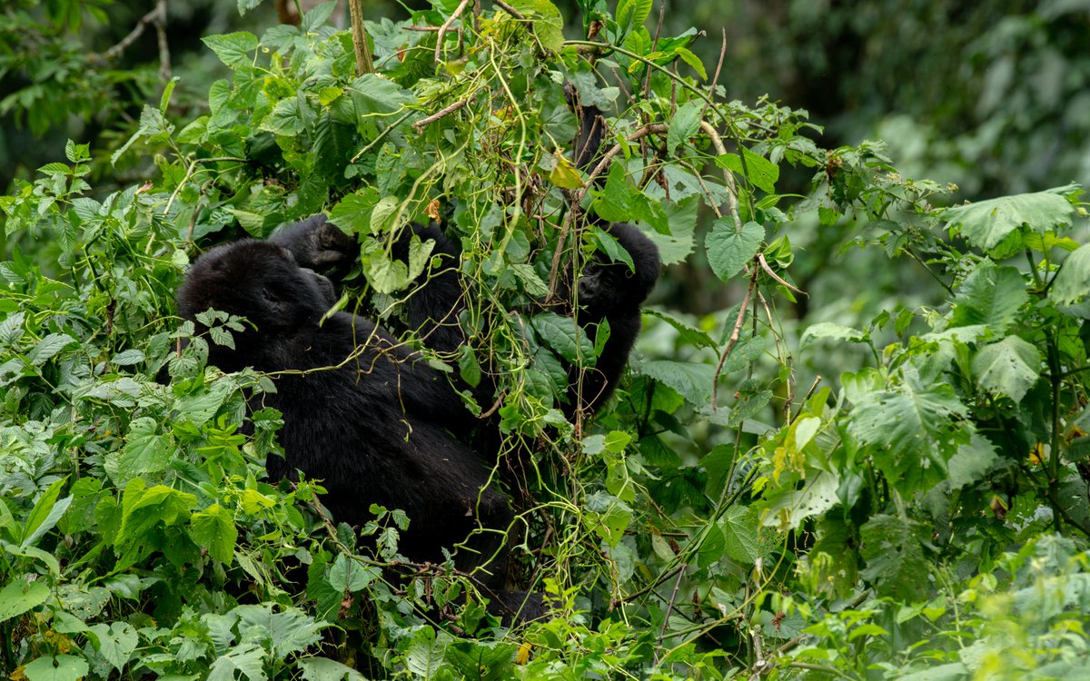 Encounter Africa Safaris (@encounterafric) on Twitter photo The experience of trekking to see gorillas is genuinely extraordinary.
Book with us your gorilla trekking safari today.
gorilla-tracking-uganda.com
Email: info@gorilla-tracking-uganda.com
#gorillatrekking #gorillatrekkingsafaris #safaris #safariadventures #primates #ugandasafaris The experience of trekking to see gorillas is genuinely extraordinary.
Book with us your gorilla trekking safari today.
gorilla-tracking-uganda.com
Email: info@gorilla-tracking-uganda.com
#gorillatrekking #gorillatrekkingsafaris #safaris #safariadventures #primates #ugandasafaris