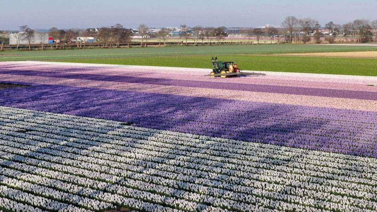 gmanews's tweet photo. LOOK: Millions of flowers blooming on a 250-hectare flower garden in Keukenhof in Lisse in the Netherlands on Saturday, April 5.
 
Thousands of visitors flocked to the flower garden located just 30 kilometers south of Amsterdam, to admire several millions of tulips, daffodils, hyacinths, and flowers of many other kinds and colours on display. | via Reuters