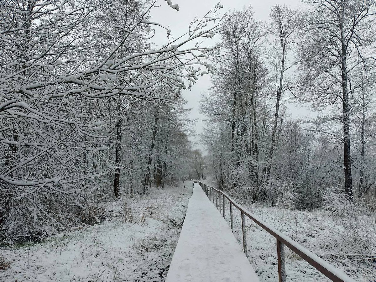 Брянская область,  7 апреля 2025 год