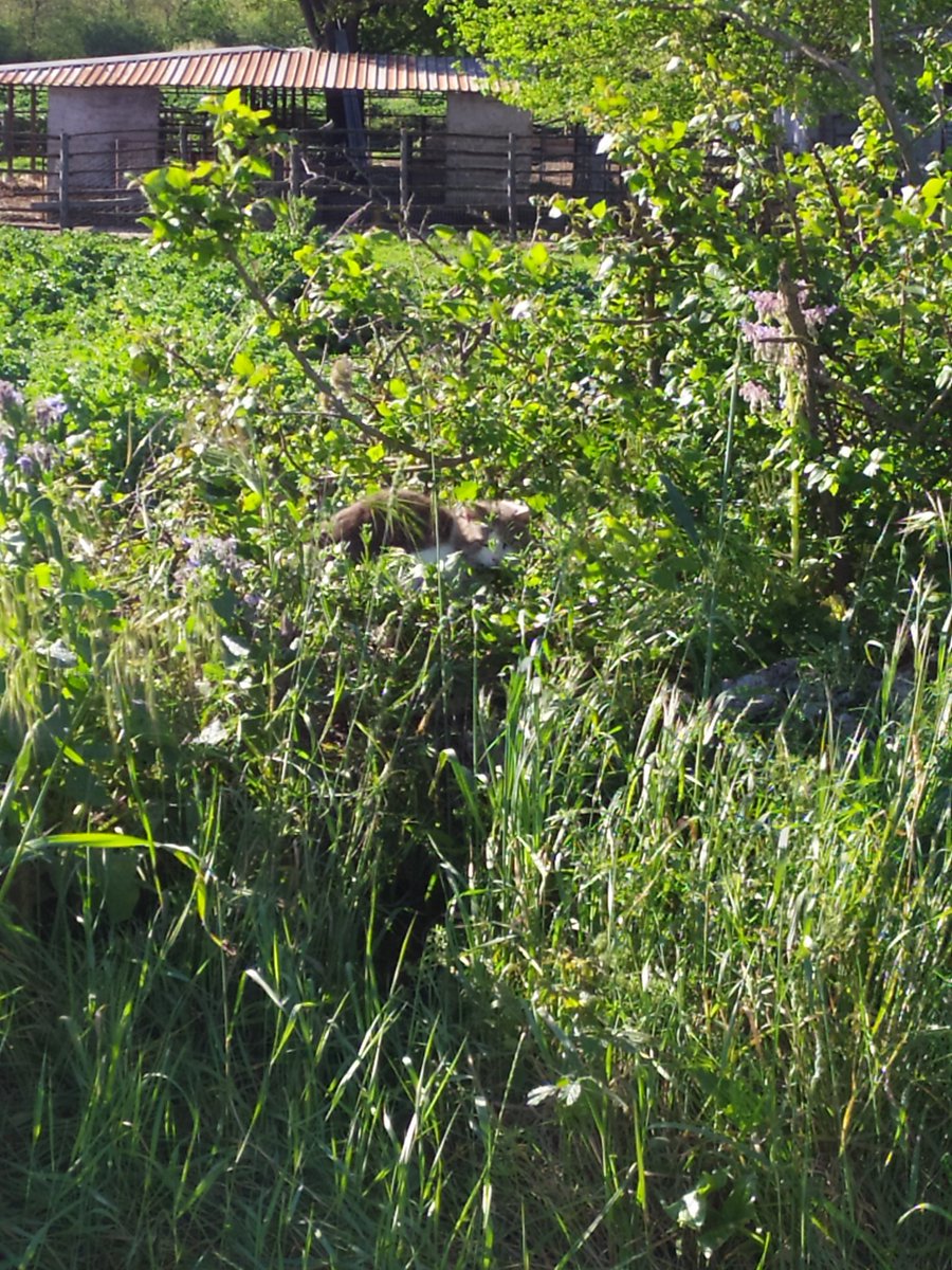 2849Dama's tweet image. #ilMotivoPerCui non devi mai stare
tranquillo, è che c&apos;è sempre 
qualcuno appostato che ti controlla.
( Scopri chi è) . #Ocelon