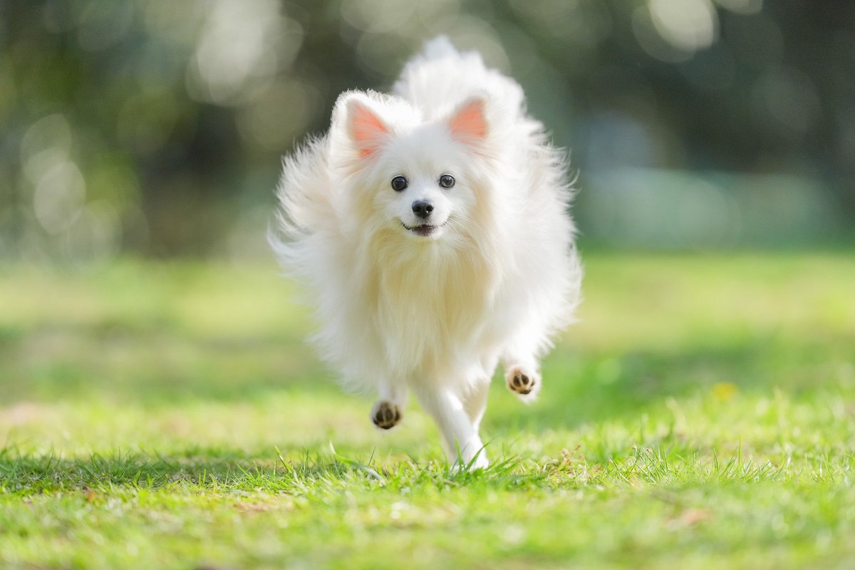 走るシフォン！💨
ポメフェスで撮影してもらいました！
1枚目のシルエットが♡になってた✨

#犬好きさんと繋がりたい
#ポメラニアン
#デカポメ