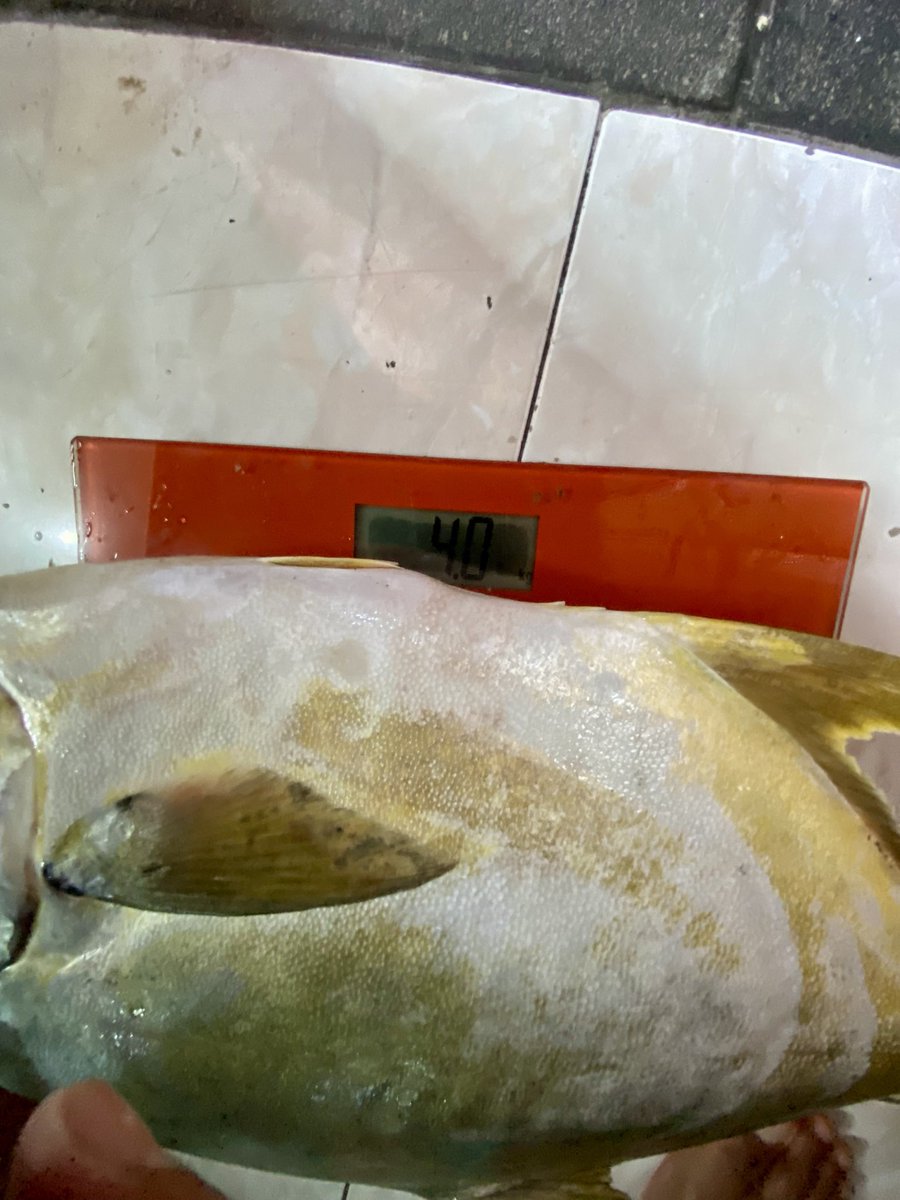 rollagain's tweet image. iwaku wingi gur dinyang 80ewu 🤪🤣