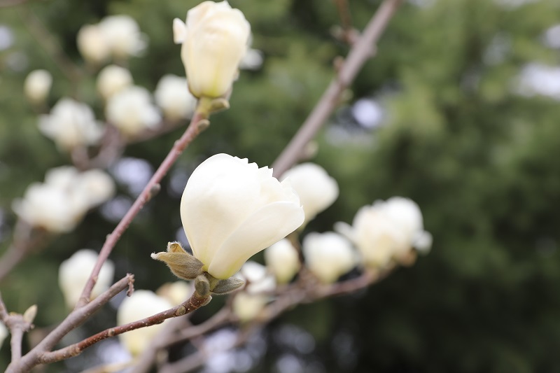 ExploreGansu's tweet photo. 🌸📸🌸The magnolia flowers are blooming to welcome #spring in Lingtai county, Pingliang, #Gansu province, attracting locals to come for photos to celebrate the new season. #GansuTravel #SpringInGansu #GansuBeauty #FloralGansu https://t.co/xSgAD1RttW