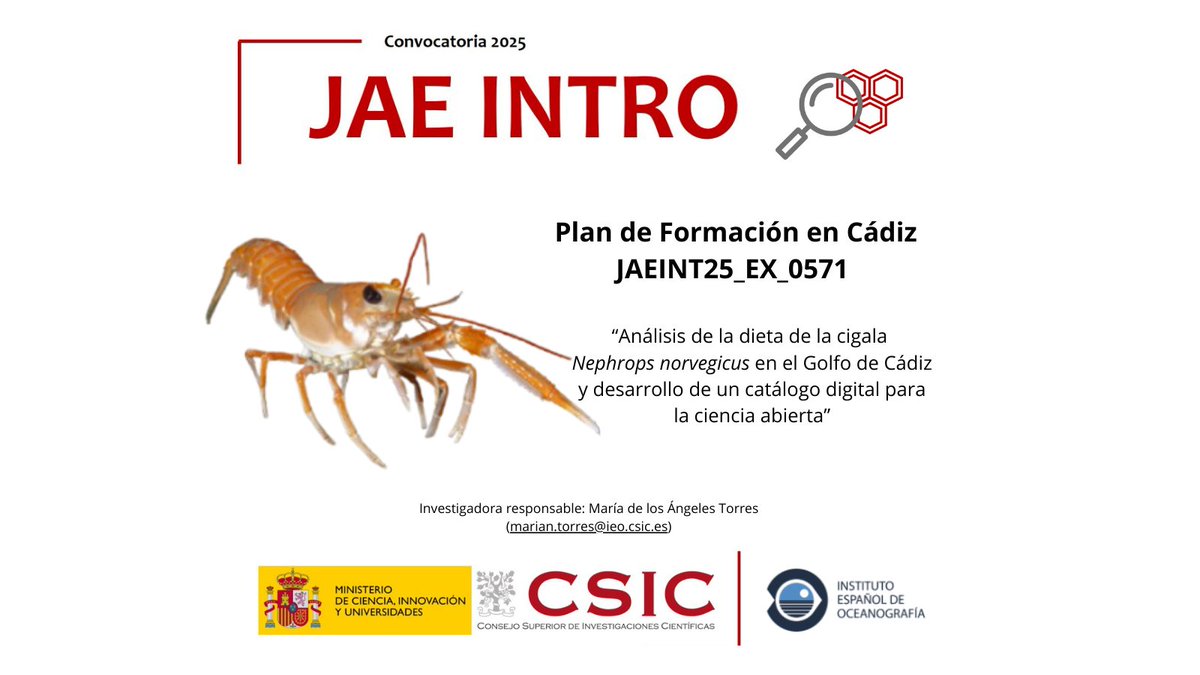 IEO Cádiz (@ieo_cadiz) on Twitter photo En el Centro Oceanográfico del <a href="/IEOoceanografia/">Instituto Español de Oceanografía</a> en Cádiz la beca de iniciación a la investigación estará tutorizada por la investigadora <a href="/MA_Torres_Leal/">Marián Torres</a> y tendrá como protagonista a la cigala 𝘕𝘦𝘱𝘩𝘳𝘰𝘱𝘴 𝘯𝘰𝘳𝘷𝘦𝘨𝘪𝘤𝘶𝘴 del Golfo de Cádiz.
#JaeIntro25 <a href="/CSIC/">CSIC</a> 👇🏽 En el Centro Oceanográfico del <a href="/IEOoceanografia/">Instituto Español de Oceanografía</a> en Cádiz la beca de iniciación a la investigación estará tutorizada por la investigadora <a href="/MA_Torres_Leal/">Marián Torres</a> y tendrá como protagonista a la cigala 𝘕𝘦𝘱𝘩𝘳𝘰𝘱𝘴 𝘯𝘰𝘳𝘷𝘦𝘨𝘪𝘤𝘶𝘴 del Golfo de Cádiz.
#JaeIntro25 <a href="/CSIC/">CSIC</a> 👇🏽