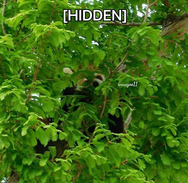 [🔗](api.tinyfox.dev/hourly/wahs/ph…)