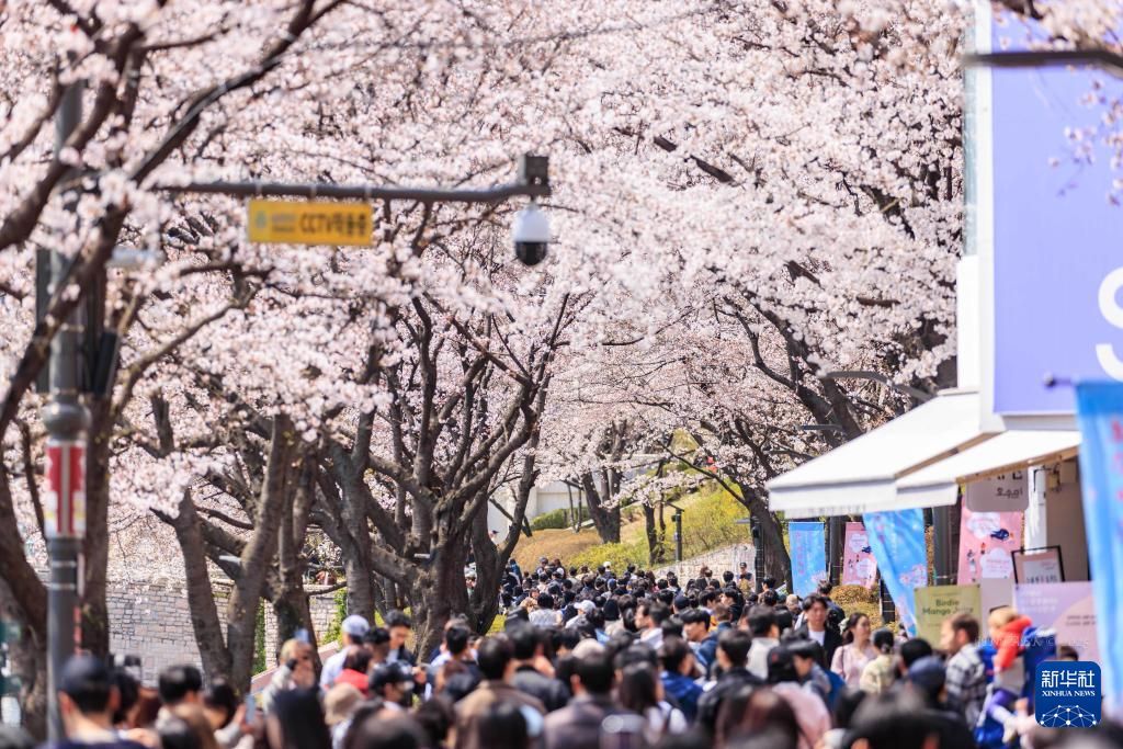 Chinadaily_CH's tweet image. 【韓國首爾：櫻花爛漫】
近日，#韓國 #首爾 石村湖附近的櫻花陸續開放，吸引人們賞櫻拍照。