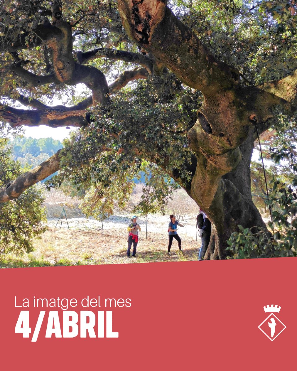ajlaleixar's tweet photo. 🗓️📸 LA IMATGE DEL MES

Comencem abril amb una nova fotografia d'un dels tresors naturals del nostre entorn: l'apoteòsica alzina mil·lenària del Mas de Borbó. 🌳✨ https://t.co/SSFbJXXRst