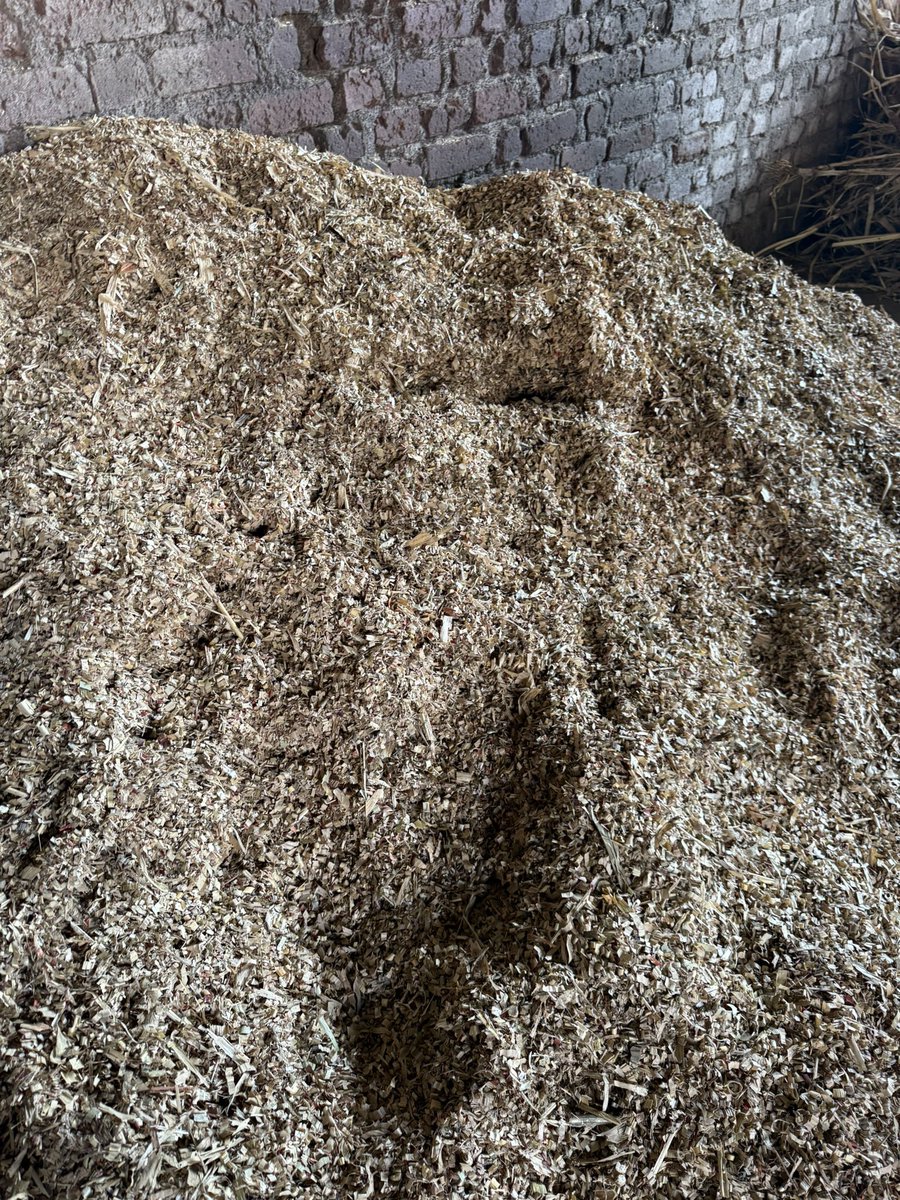AfrozShah1's tweet photo. Week 526 .

Cow’s and bullock are struggling in summer to get food for themselves .

In villages - where we work on waste management and circular economy - there is a big issue on feed arrangement for cows and bullock due to dry hot weather . 

We procure around 400 kgs of dry fodder and wet fodder . Jowar husk as dry fodder and sugar cane stock as wet fodder .

Our bit today .