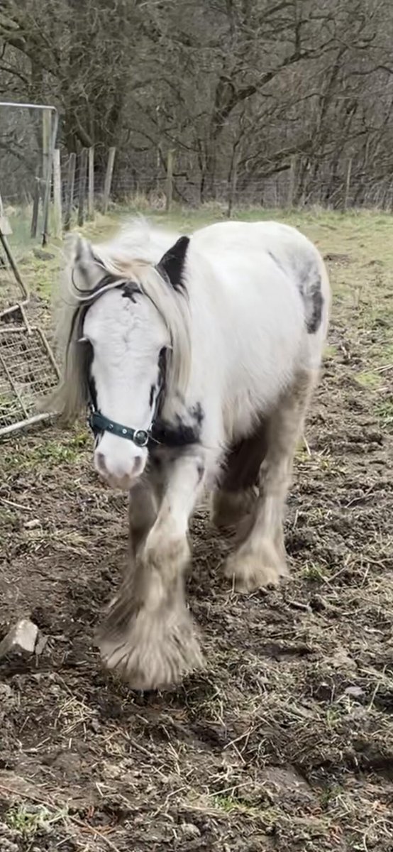 Stolen from the NORWOOD GREEN area in CALDERDALE. The horse was taken between 03/04/2025 17:00hrs until 04/04/25 09:00. The crime reference number for the theft is 13250189546.  Any information please call 101 and quote the above number