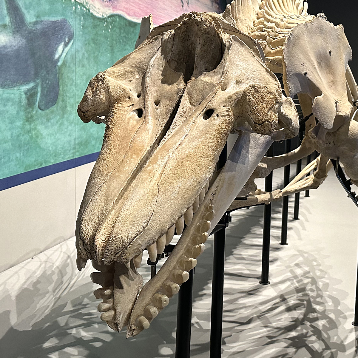 神戸須磨シーワールド のシャチの骨格標本はビンゴです。歯はひどく