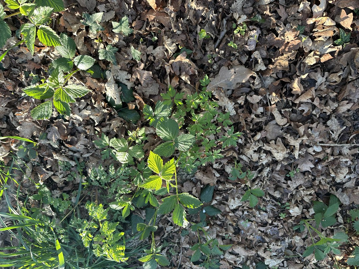 Richard Glassborow tweet media