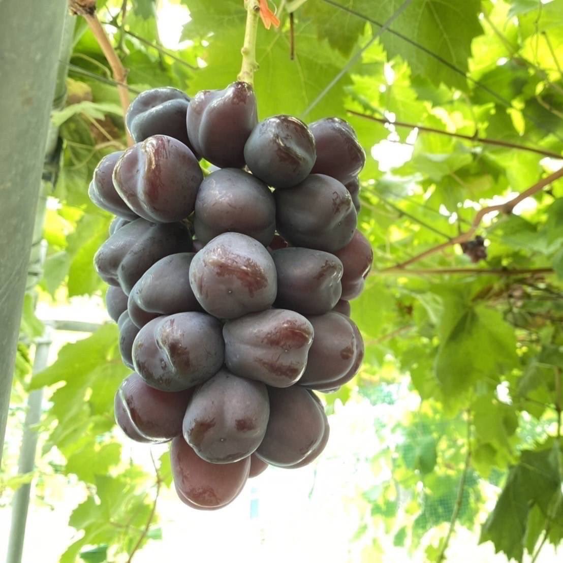 桃農家、葡萄農家 赤坂地域の果樹園農家 | 赤坂青空市