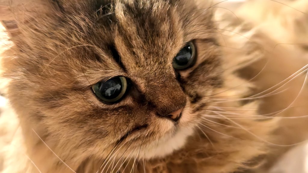 今日のチャロの頭の匂いはキャラメルポップコーン🥰