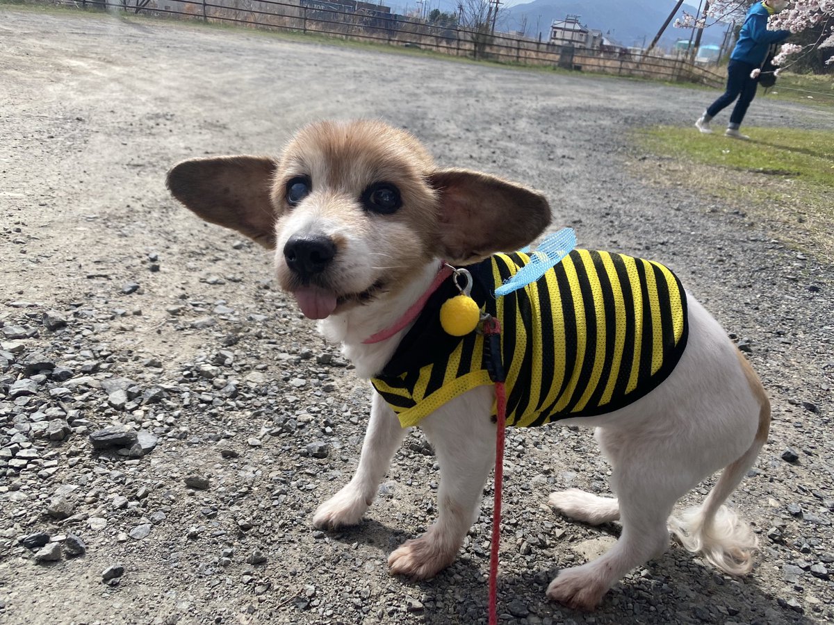 hime1207taso's tweet photo. お花見してたら小学生くらいの男の子に
「おれ、この子めっちゃすき！」
と告白された当時15歳のおばあわん🐶 https://t.co/4Pea51SRqQ