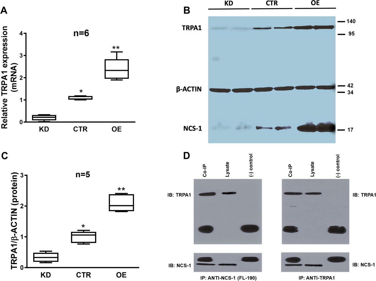 Journal of Physiology and Biochemistry (@jpby_official) on Twitter photo NCS-1 protein regulates TRPA1 channel through the PI3K pathway in breast #cancer and neuronal cells link.springer.com/article/10.100… <a href="/UTPereira/">UTP</a> <a href="/YalePharm/">Yale Pharmacology</a> <a href="/YaleCellBio/">Yale Cell Biology</a> #Neuronal_calcium_sensor_1 #NCS_1 #TRPA1 #Electrophysiology #Calcium_signaling #Neurotoxicity NCS-1 protein regulates TRPA1 channel through the PI3K pathway in breast #cancer and neuronal cells link.springer.com/article/10.100… <a href="/UTPereira/">UTP</a> <a href="/YalePharm/">Yale Pharmacology</a> <a href="/YaleCellBio/">Yale Cell Biology</a> #Neuronal_calcium_sensor_1 #NCS_1 #TRPA1 #Electrophysiology #Calcium_signaling #Neurotoxicity
