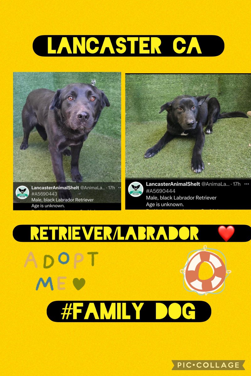 SarahjaneGille1's tweet photo. ‼️Lancaster #2 dog A569044 wow 18 new posts yesterday 14 day before! Help dogs #save #adopt #rescue #tweet #share #post EVERYONE #REPOST #NOVOICE #labradorsandfriends #dlrraz #labrescuefresno #desertlabradorretrieverrescue #cc-labrescue #theforgottendog #dogfatherrescue #savedog https://t.co/lYCAjeDCPJ