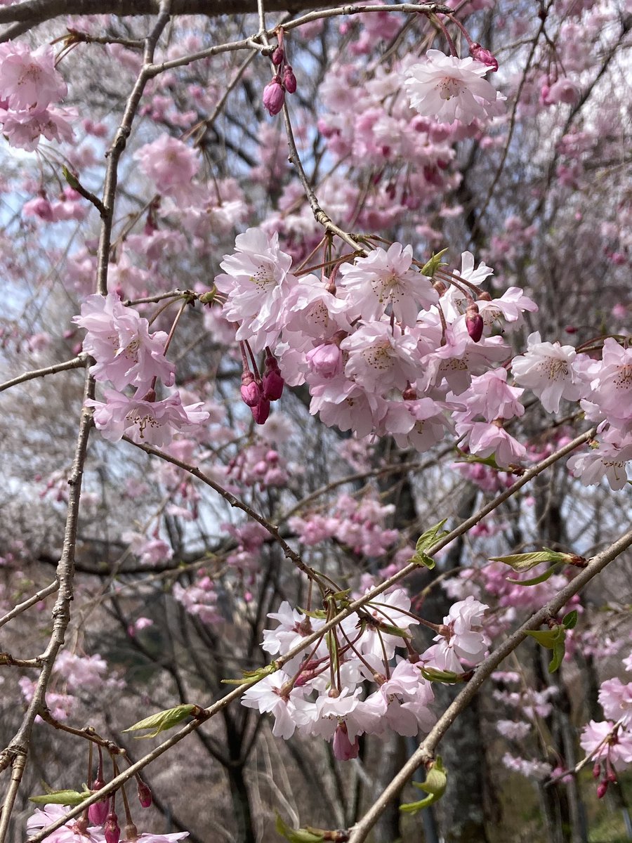 r_mayu's tweet photo. 枝垂れが美しい如意輪寺。
中千本🌸もよく見える。
#如意輪寺 https://t.co/kqcEqPksd9
