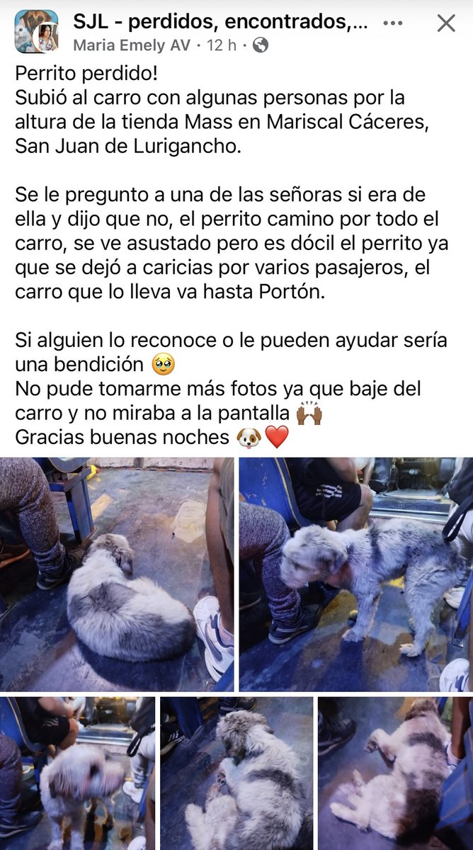 ¿Alguien lo reconoce? Se busca a sus dueños. 
San Juan de Lurigancho.
