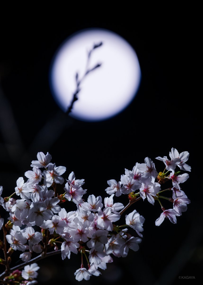 KAGAYA_11949's tweet photo. 十日夜（とおかんや）の月と夜桜。
花の季節の、静かなひととき。
（今撮影）
今日もお疲れさまでした。 https://t.co/7VH4x3cw5a