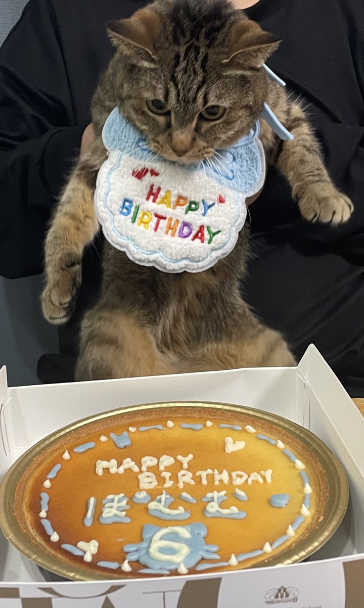 pomum_epi's tweet photo. そしてそんなモリモリ食べられる中、4月2日！元気に6歳の誕生日を迎えるとが出来ました！
これにてもうすぐ、野良猫生より家猫生が逆転です！ https://t.co/FfeTAPOkxk