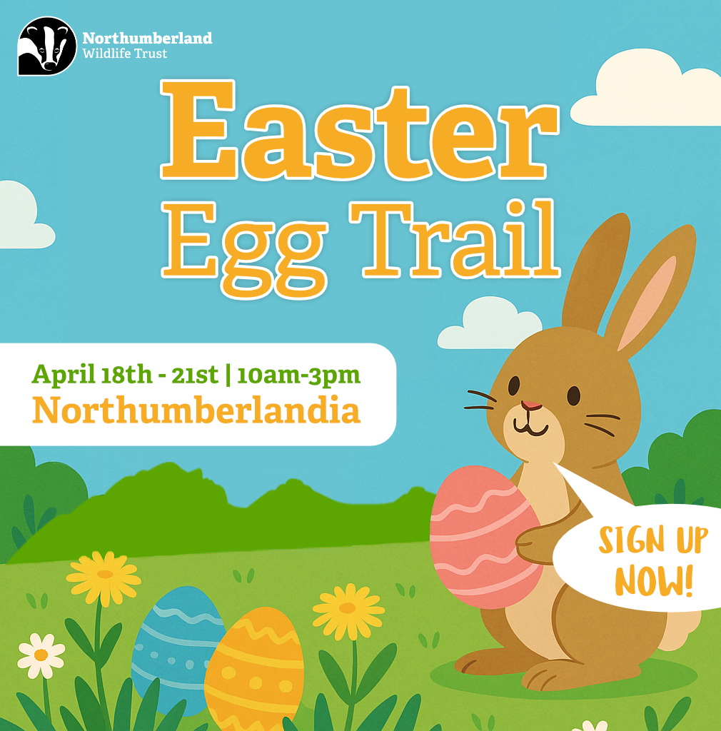 🐣 Easter Egg Trail at Northumberlandia!🐣

Looking for a cracking family day out this Easter?

Explore our Easter Egg Trail!

📆 Friday 18 – Monday 21 April 2025
⌚ 10am – 3pm
💰 £3 per child (Booking required) - 
nwt.org.uk/events/2025-04…

Spots fill up fast, so hop to it! 🐰