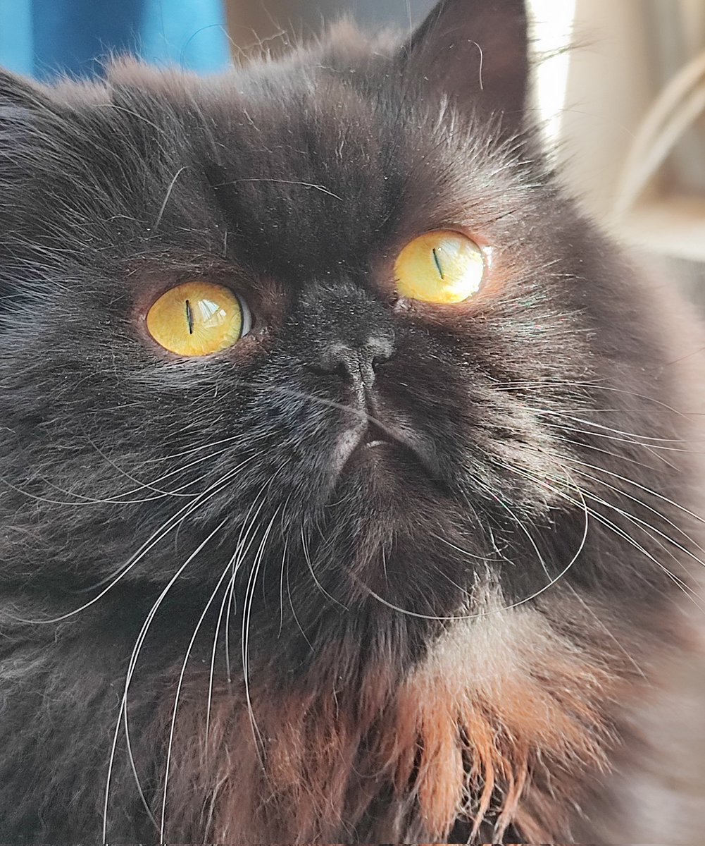 دنبال سرپرست برای گربه ام هستم
چهارساله و نر عقیم شده بسیار مهربان
لطفا کسانی که عاشق گزبه ها هستن و شرایطش رو دارن کمک کنن