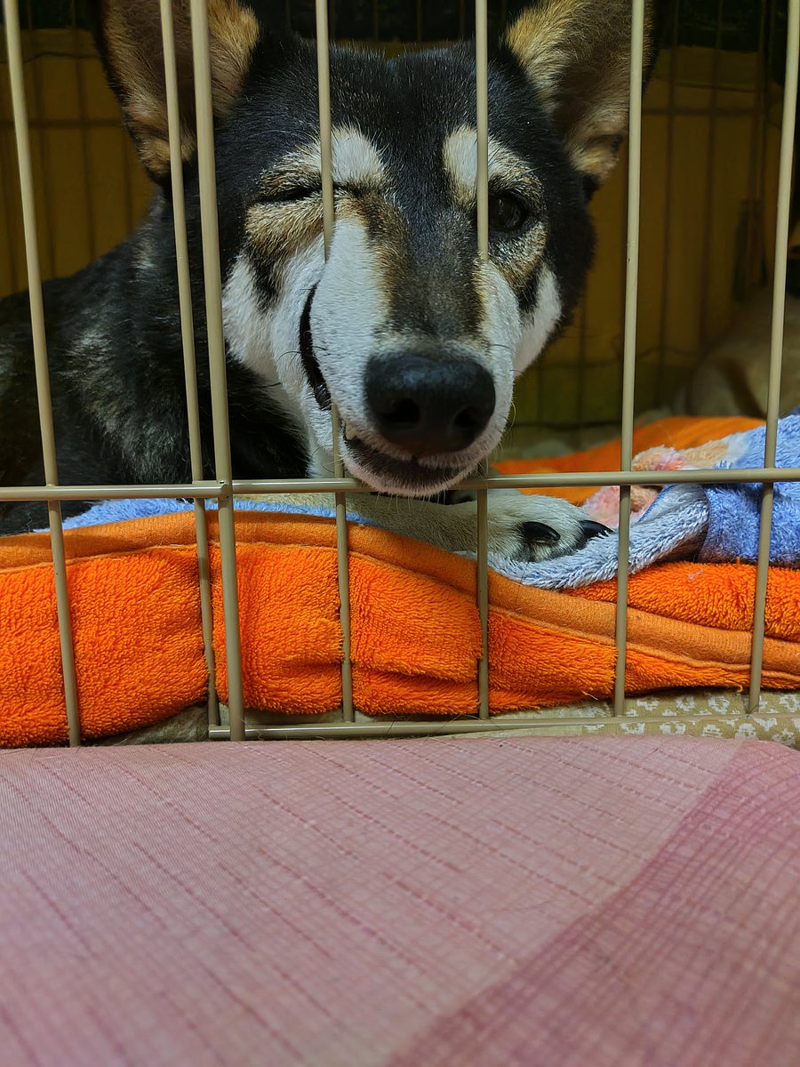 yipo121's tweet image. 昨日と今日