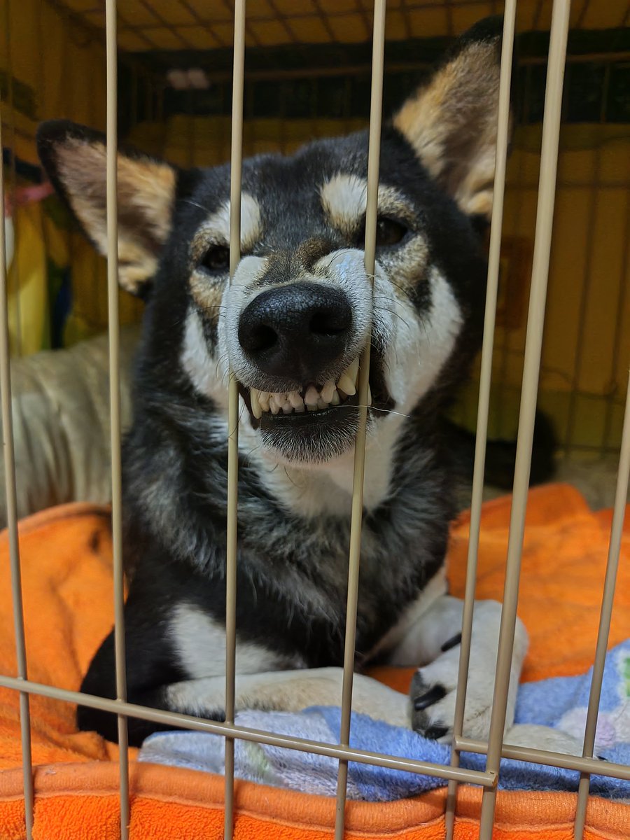 yipo121's tweet image. 昨日と今日