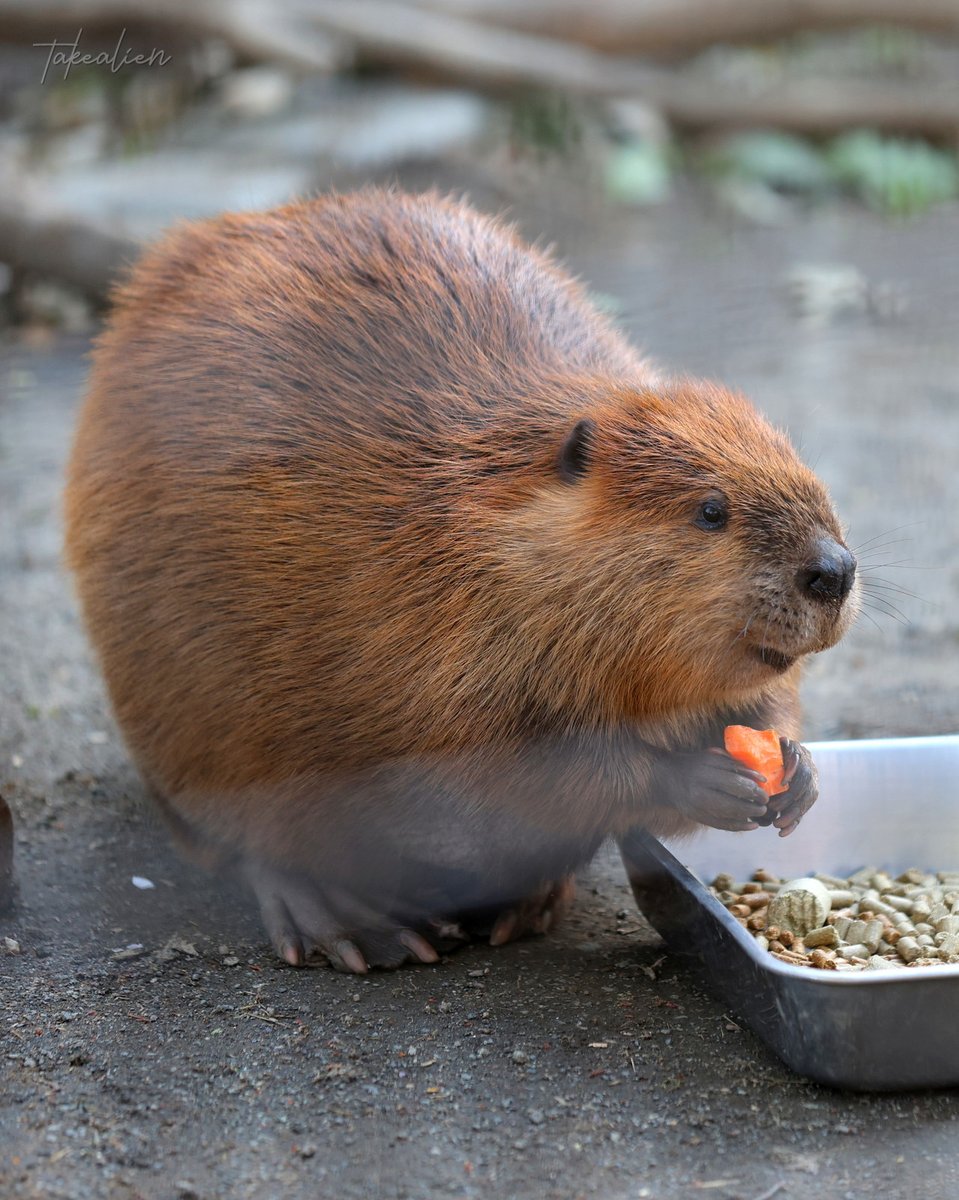 takealien's tweet photo. #ぽんぽん #PongPong 
#InternationalBeaverDay 
#americanbeaver #hamurazoo 
📷️2025.04.06 https://t.co/xIo2IQ7Qeg