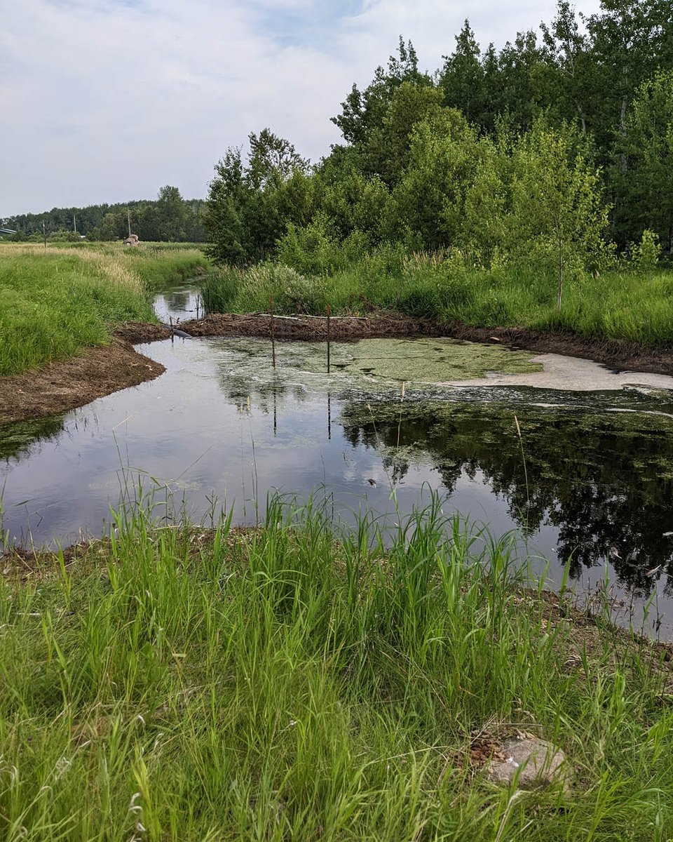 Beavers are amazing at what they do and have the ability to change landscapes and improve ecosystems. We try our best to build water retentions to replicate what beavers do, but there's nothing quite like a good old beaver dam! 🦫