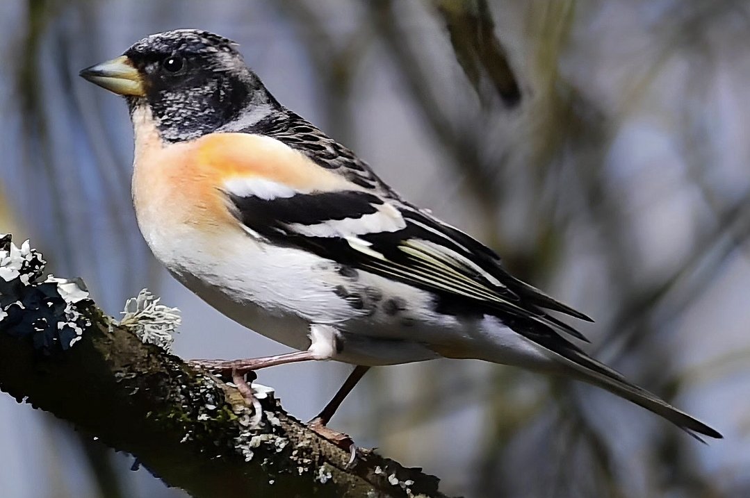 Male Brambling, this morning at Chew Valley Lake.