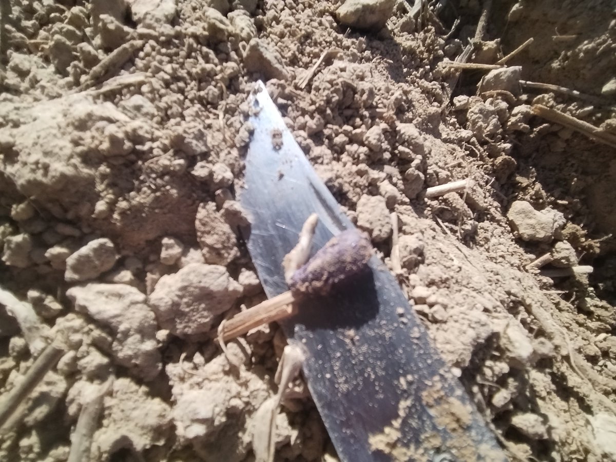 Veaulin Brice 🚜🌾🌻🌽 tweet media