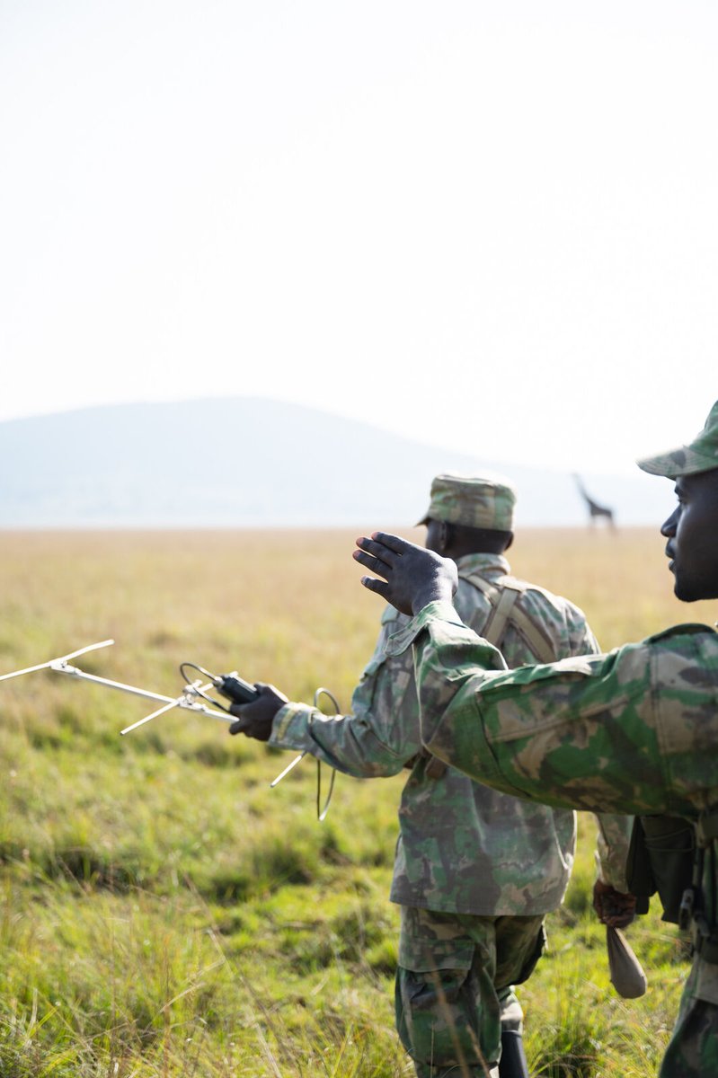 The hard work of the Akagera Rangers in Rwanda is really paying off: the population of large mammals has soared from under 5,000 in 2010 to over 11,000 individuals counted during the most recent aerial census. This includes an increase in the elephant population from just 26