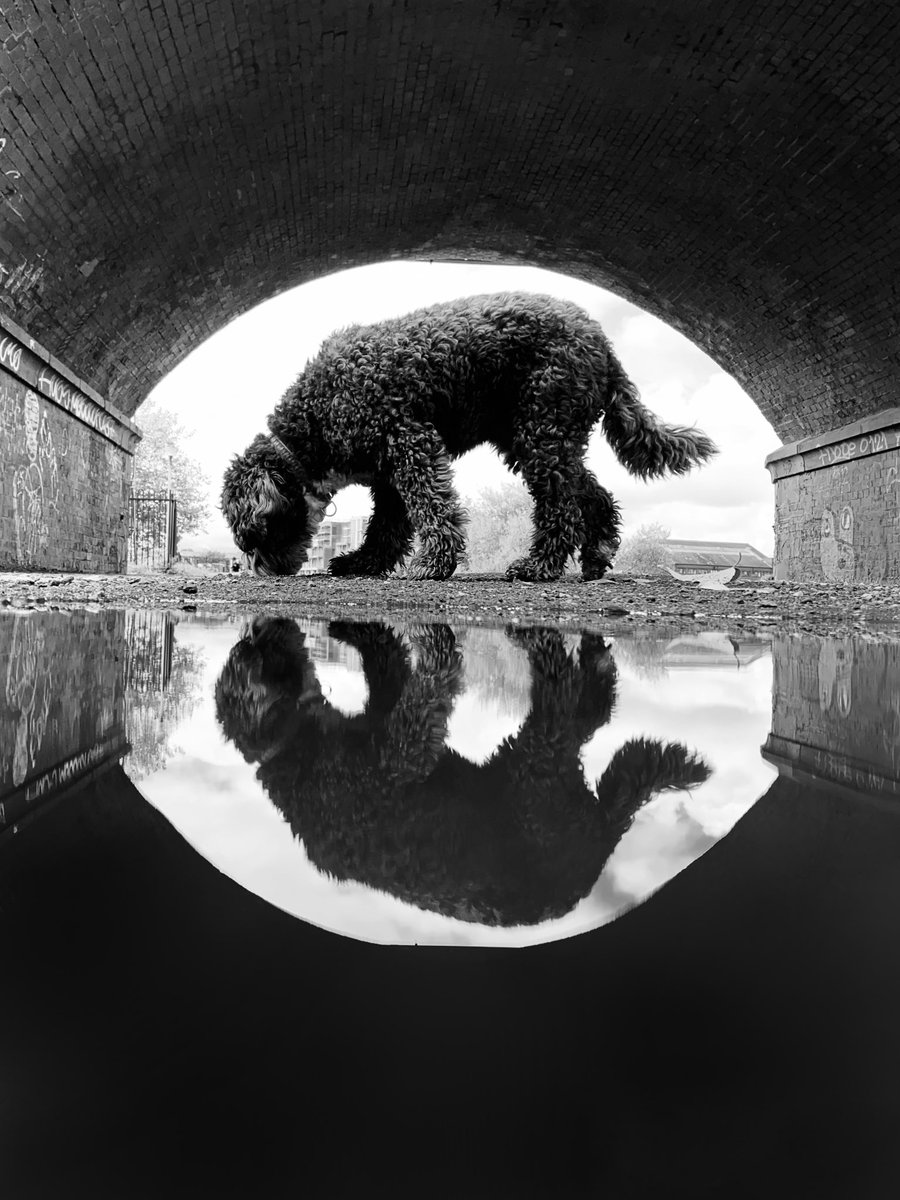 emmafwright's tweet photo. Walkies.

https://t.co/i1Qikaiu6F

#ShotoniPhone #monochrome #blackandwhite #streetphotography #mobilephotography #reflection #mansbestfriend  #dog #silhouette #dogwalking #blackandwhite #monochrome #noir #WestBridgford #Nottingham https://t.co/XkfrUHNw91