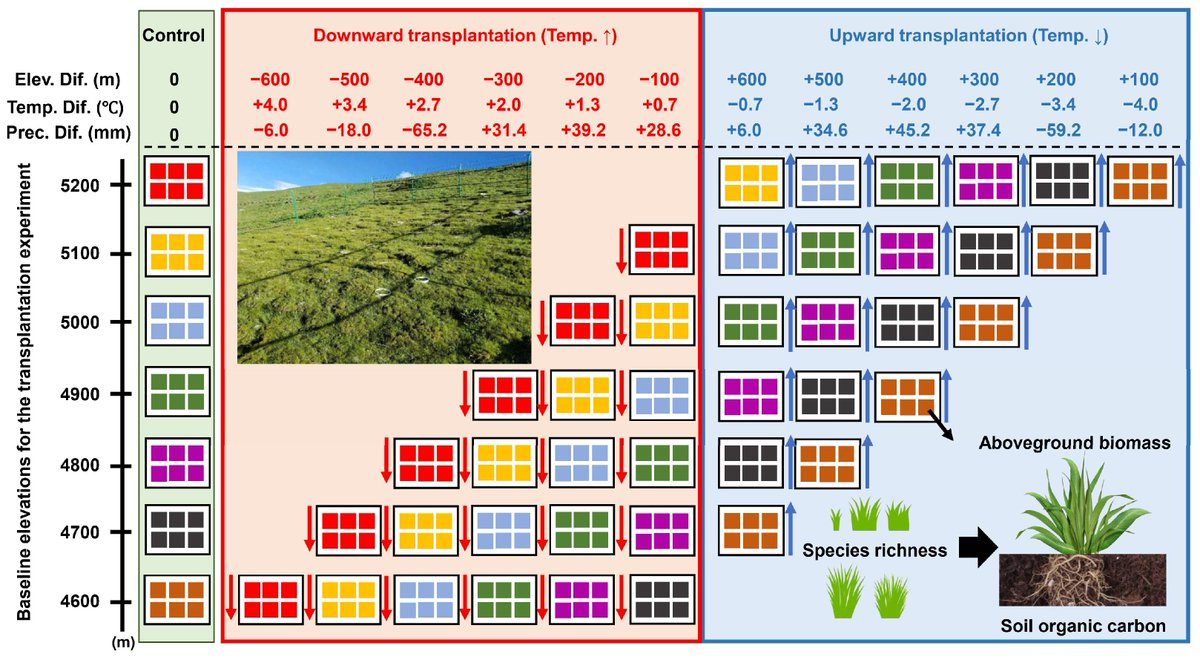 🌿 New in Grasses! ⛰️📖

The Impact of Plant Diversity on Carbon Storage Along the Gradient of Altitude in Alpine Grasslands of the Qinghai–Tibetan Plateau 🌏🌱

by Tong Guo

🔗mdpi.com/2813-3463/4/1/…

#CarbonSequestration #PlantDiversity #AlpineEcology #ClimateAction  #Grasses