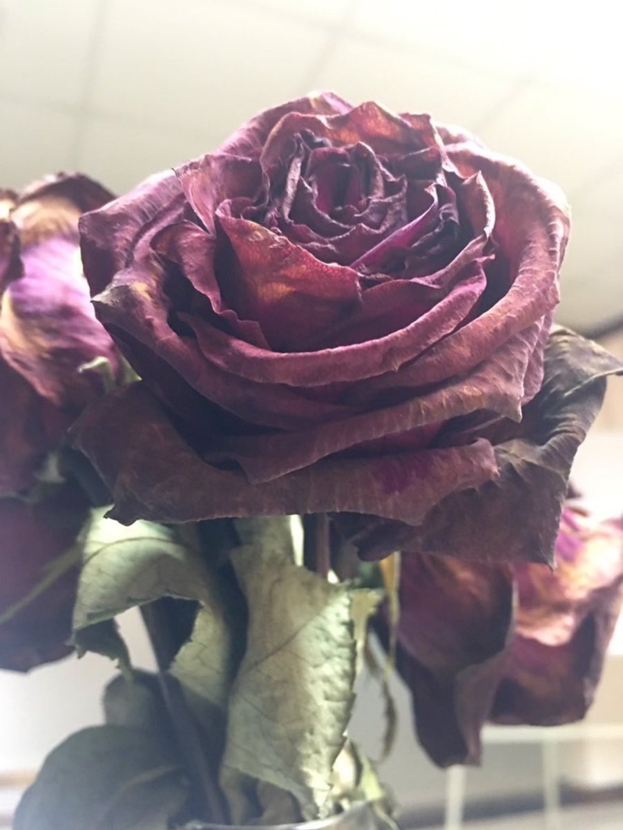 A fresh rose lives for days, but a dead rose lasts forever.